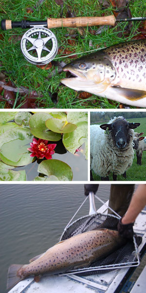 lechlade bushyleaze brown rainbow trout fly fishing uk Gloucestershire cotswolds angling